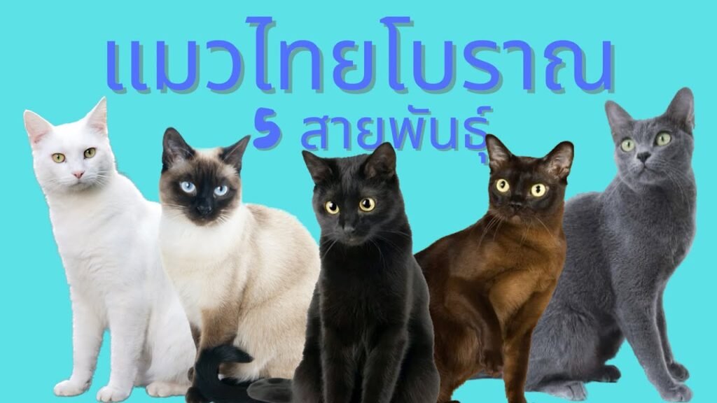 แมวไทย 5 สายพันธุ์