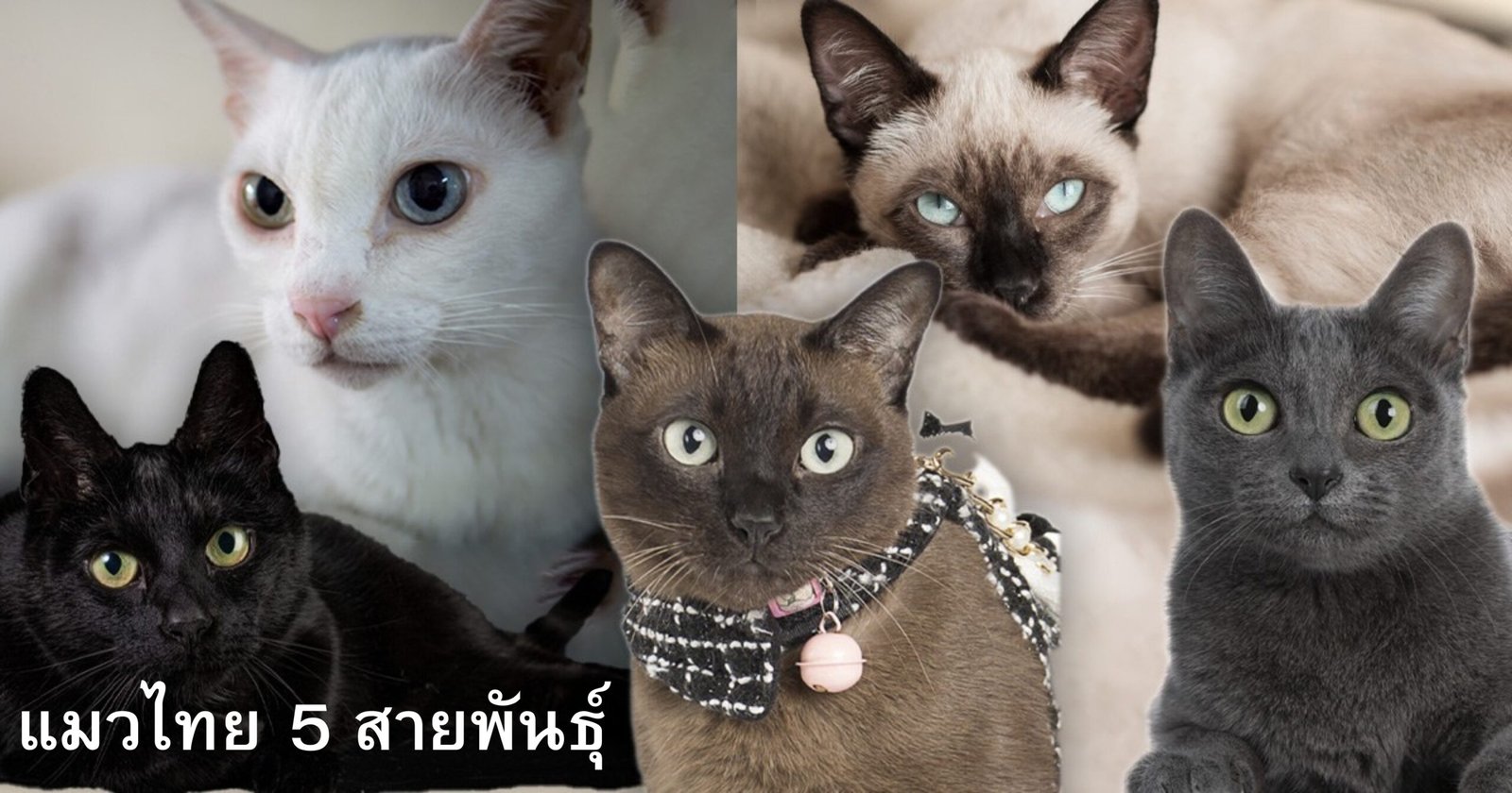 แมวไทย 5 สายพันธุ์